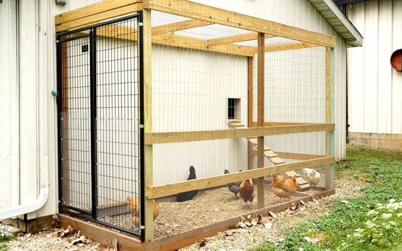 Cách Nuôi Gà Đá Tăng Cường Sức Khỏe Và Chiến Đấu 2 Cách Nuôi Gà Đá Tăng Cường Sức Khỏe Và Chiến Đấu